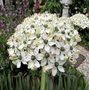 Allium nigrum, Sierui (=multibulbosum)