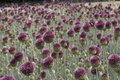 Allium sphaerocephalon, Sierui