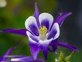Aquilegia vulgaris,Akelei