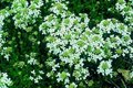 Arabis procurrens 'Glacier', Rijstebrij, Randjesbloem