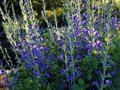 Baptisia australis