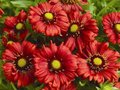 Gaillardia 'Burgunder', Kokardebloem