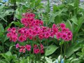 Primula japonica 'Miller's Crimson', Sleutelbloem