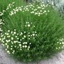 Santolina rosmarinifolia, Heiligenbloem