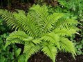 Polystichum polyblepharum, Naaldvaren