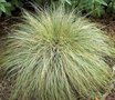 Carex comans 'Frosted Curls', Zegge