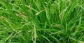 Carex sylvatica, Zegge