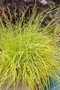 Carex elata 'Aurea', Zegge