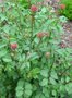 Sanguisorba minor, Grote pimpernel