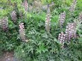 Acanthus spinosus, Stekelige berenklauw