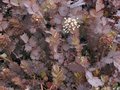 Acaena inermis 'Purpurea', Stekelnootje 