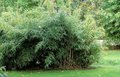 Fargesia murieliae 'Jumbo', Bamboe 3L 30/40