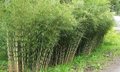 Fargesia robusta 'Pingwu', Bamboe 5L 60/80