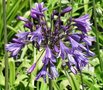 Agapanthus 'Black Buddhist', Afrikaanse lelie