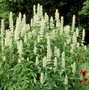 Agastache rugosa 'Alabaster', Anijsplant, Dropplant