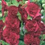 Alcea rosea (Rood), Stokroos