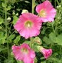 Alcea rosea (Rose), Stokroos