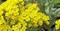 Alyssum montanum 'Berggold', Schildzaad