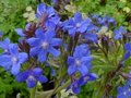 Anchusa azurea 'Dropmore'