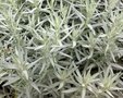 Artemisia ludoviciana 'Silver Queen', Alsem, Bijvoet