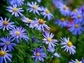 Aster dumosus 'Prof. Anton Kippenberg', Aster