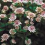 Astrantia 'Buckland', Zeeuws knoopje