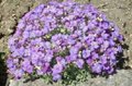 Aubrieta 'Argenteovariegata', Randjesbloem