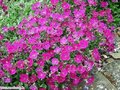 Aubrieta 'Bressingham Red', Randjesbloem