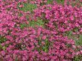 Aubrieta 'Cascade Red', Randjesbloem