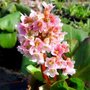 Bergenia 'Baby Doll', Randjesbloem