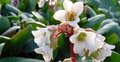 Bergenia 'Bressingham White', Randjesbloem