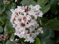 Bergenia 'Silberlicht', Randjesbloem