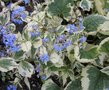 Brunnera macrophylla 'Variegata', Kaukasische vergeet-mij-niet