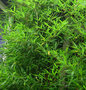 Phyllostachys aurea, Bamboe 10L 150/175