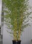 Phyllostachys aureos. 'Aureocaulis', Bamboe 15L 200/250