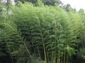 Phyllostachys nigra, Bamboe 15L 150/175