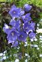 Campanula persicifolia 'Telham Beauty', Klokjesbloem