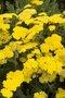 Achillea 'Coronation Gold',Duizendblad