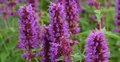 Agastache 'Blue Boa', ® Anijsplant, Dropplant