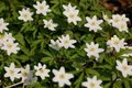 Anemone nemorosa, Anemoon