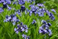 Amsonia 'Blue Ice', stermaagdenpalm