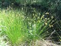 Juncus effesus, Rus