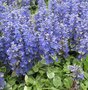 Ajuga reptans 'Variegata' ,Zenegroen