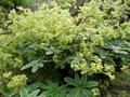 Alchemilla alpina, Vrouwenmantel