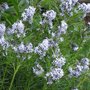 Amsonia hubrichtii, stermaagdenpalm