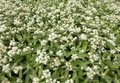 Anaphalis triplinervis 'Silver Wave', Siberische edelweis