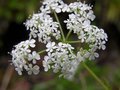 Anthriscus sylvestris, Fluitenkruid