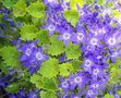 Campanula 'Dickson's Gold', Klokjesbloem