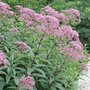 Eupatorium maculatum 'Atropurpureum', Leverkruid