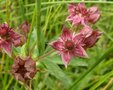 Comarum palustre, wateraardbei (= Potentilla palustris)